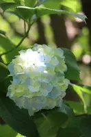 明月院（あじさい寺）の写真・動画_image_433578