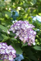 明月院（あじさい寺）の写真・動画_image_433579