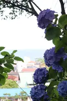 長谷寺の写真・動画_image_433595