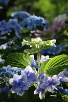 長谷寺の写真・動画_image_433596