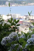 長谷寺の写真・動画_image_433597