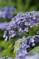 長谷寺の写真・動画_image_433598