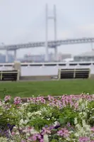 山下公園の写真・動画_image_433627