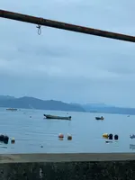 常神の蘇鉄（そてつ）の写真・動画_image_433914