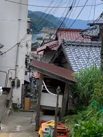 常神の蘇鉄（そてつ）の写真・動画_image_433915