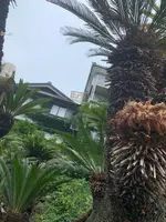 常神の蘇鉄（そてつ）の写真・動画_image_433916