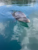 ドルフィンファームしまなみの写真・動画_image_434330