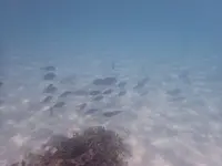 ニシハマビーチの写真・動画_image_435043