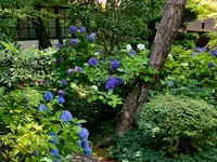 廬山寺の写真・動画_image_436143