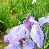 水郷潮来あやめ園の写真・動画_image_436220
