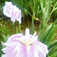 水郷潮来あやめ園の写真・動画_image_436221