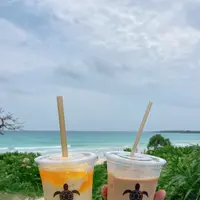 ブルータートル[Blue Turtle]の写真・動画_image_436422