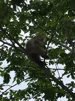 華厳ノ滝の写真・動画_image_436481