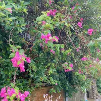 伊良部そば かめの写真・動画_image_436746