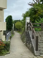 首里崎山町サガリバナ並木の写真・動画_image_436940