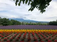 ファーム富田の写真・動画_image_436953