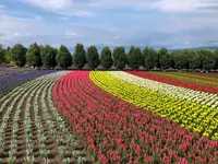 ファーム富田の写真・動画_image_436954