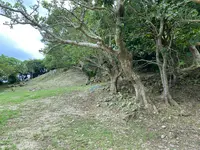玉城城跡の写真・動画_image_436960
