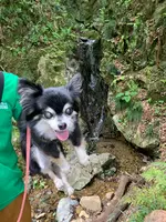 Wonderful Nature Village（わんダフルネイチャーヴィレッジ）の写真・動画_image_436984