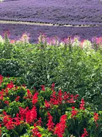 なかふらのフラワーパークの写真・動画_image_436996