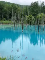 白金青い池の写真・動画_image_437000