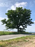 セブンスターの木の写真・動画_image_437005