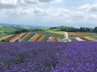 四季彩の丘の写真・動画_image_437007