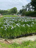 小田原城址公園の写真・動画_image_437202