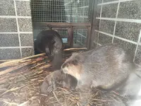 帯広動物園の写真・動画_image_437228
