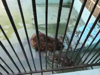 帯広動物園の写真・動画_image_437229