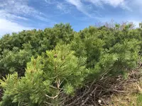 室堂駅の写真・動画_image_437510