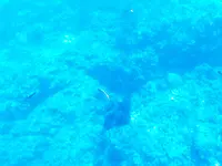 シースマイル石垣島の写真・動画_image_437990