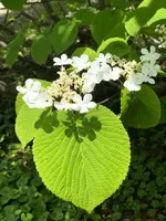 黒部平駅の写真・動画_image_438304