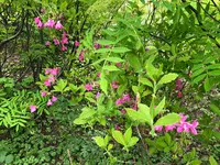 黒部平駅の写真・動画_image_438306