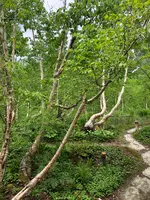 黒部平駅の写真・動画_image_438309