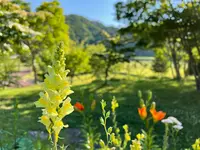 ふれあいらんど岩泉の写真・動画_image_438314