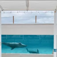 海洋博公園の写真・動画_image_438470