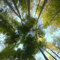 報国寺（竹寺）の写真・動画_image_440237