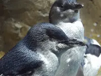 仙台うみの杜水族館の写真・動画_image_44034