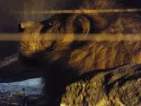 八木山動物公園フジサキの杜の写真・動画_image_44047