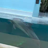 新屋島水族館の写真・動画_image_442019
