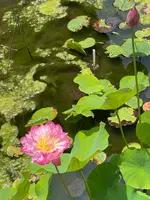 長浜別院 大通寺の写真・動画_image_442119