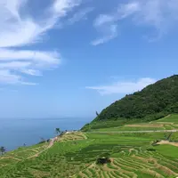 白米千枚田の写真・動画_image_442173