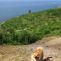 白米千枚田の写真・動画_image_442174