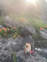 垂水の滝の写真・動画_image_442177