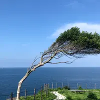 珠洲岬（聖域の岬）の写真・動画_image_442188
