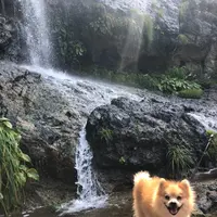 垂水の滝の写真・動画_image_442201