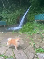 鶴仙渓の写真・動画_image_444895