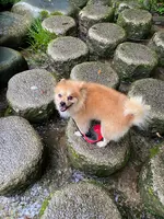 鶴仙渓の写真・動画_image_444899