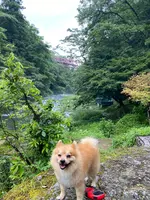 鶴仙渓の写真・動画_image_444900